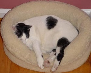 Cowboy Chillin' In His Cat Bed